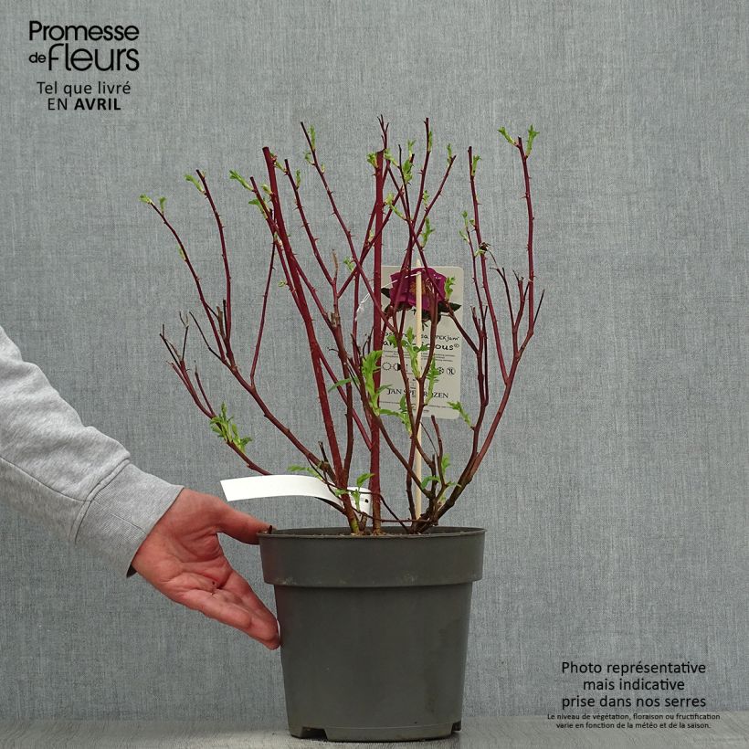 Example of Rosa Jam-a-licious - Apfelrose Topf mit 4L/5L as you get in printemps