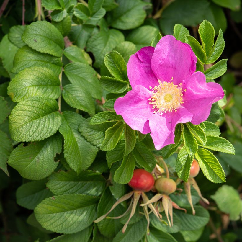 Rosa Jam-a-licious - Apfelrose (Flowering)