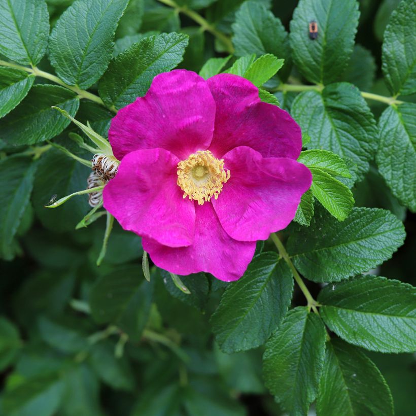 Rosa rugosa - Apfelrose (Blüte)