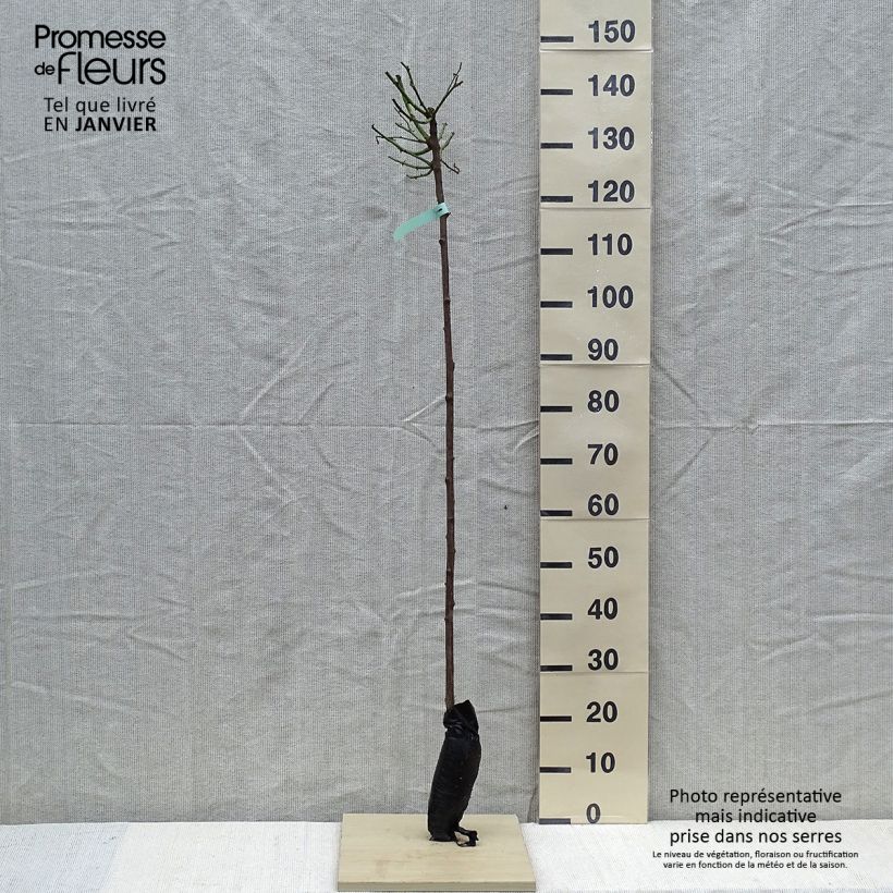 Example of Stammrose Ballerina Wurzelnackt in Beutel, Stamm as you get in hiver