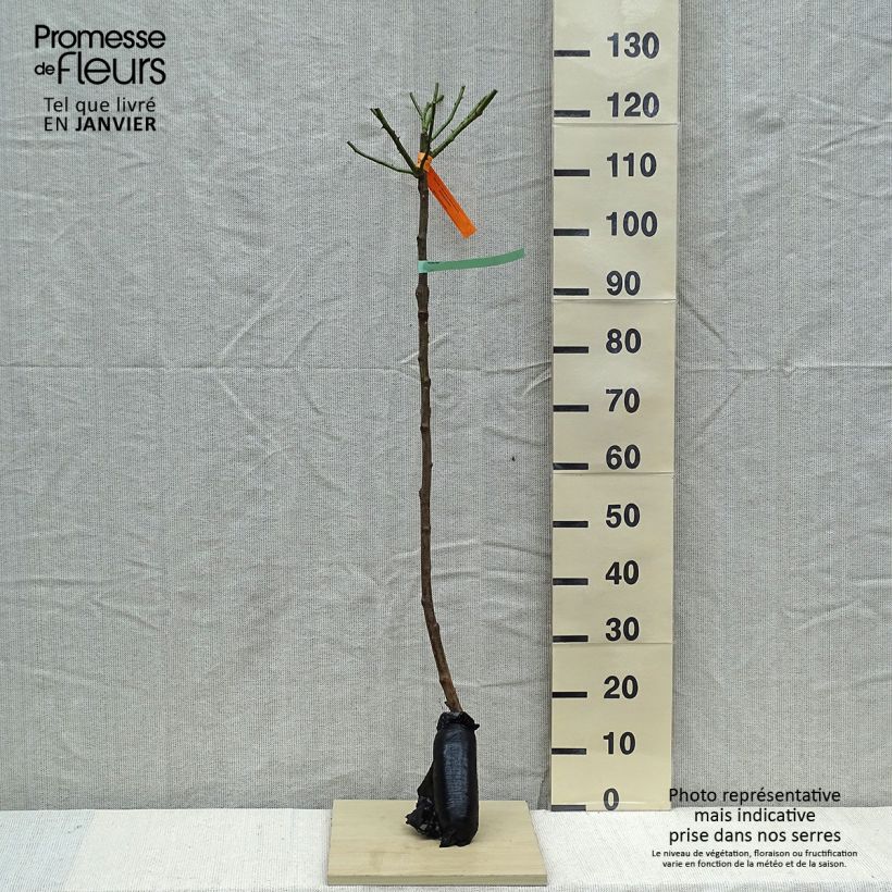 Exemplar von Stammrose Bonica Wurzelnackt in Beutel, Stamm wie im Winter geliefert