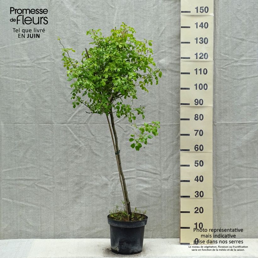 Exemplar von Stammrose Mareva Topf mit 7,5L/10L, Stamm wie im Frühjahr geliefert