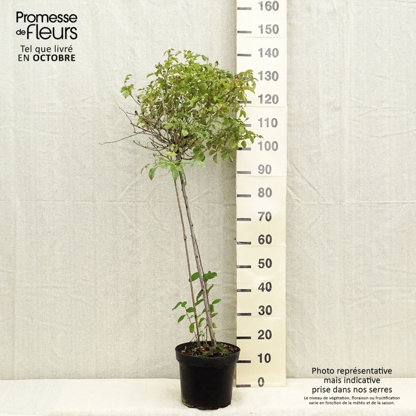 Exemplar von Stammrose Opalia noaschnee Topf mit 7,5L/10L, Stamm wie im Herbst geliefert