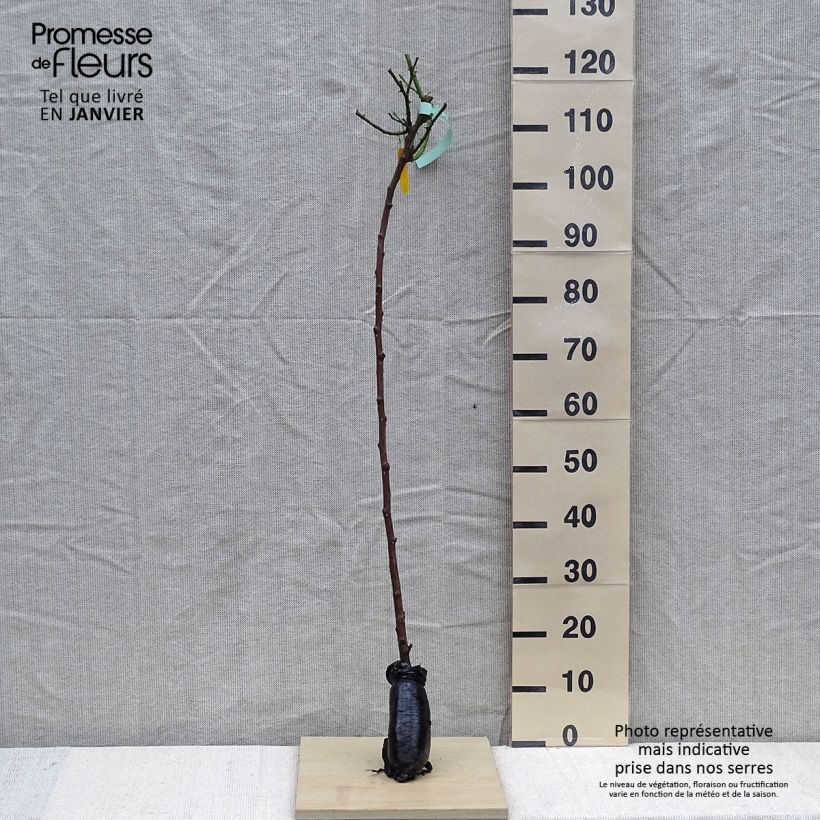 Example of Stammrose Friesia Koresia Wurzelnackt in Beutel, Stamm as you get in hiver