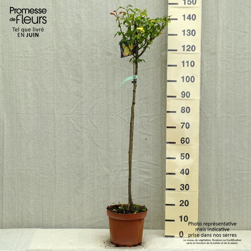 Example of Stammrose Friesia Koresia Topf mit 7,5L/10L, Stamm as you get in printemps