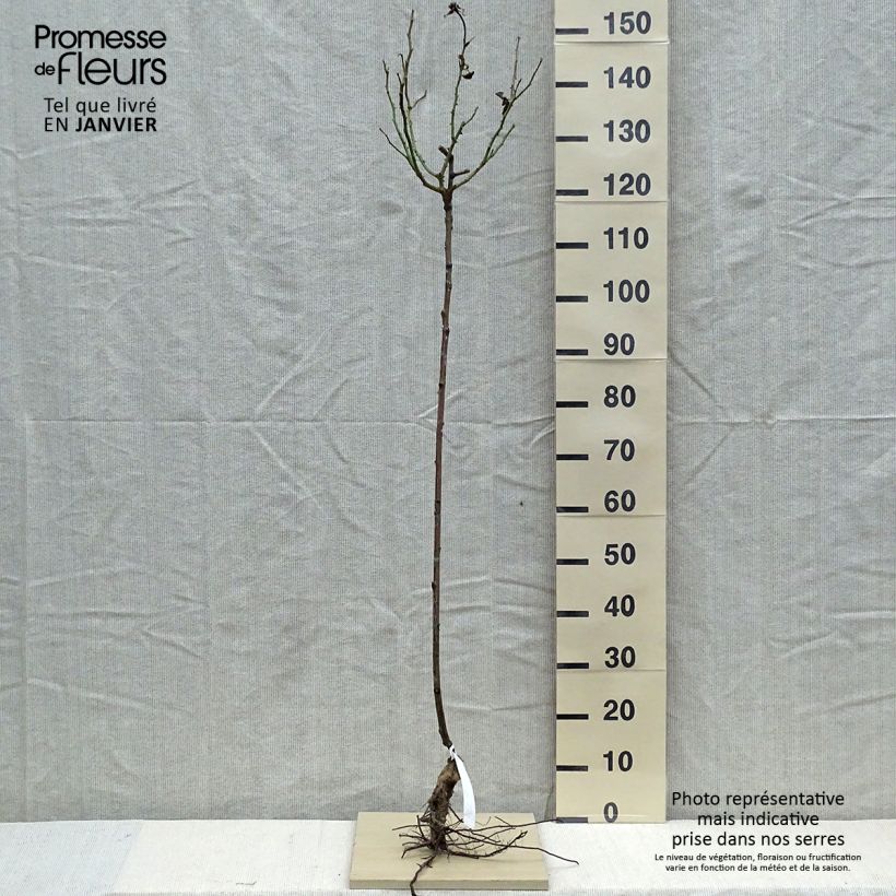 Exemplar von Stammrose Gérard Depardieu Wurzelnackt, Stamm wie im Winter geliefert
