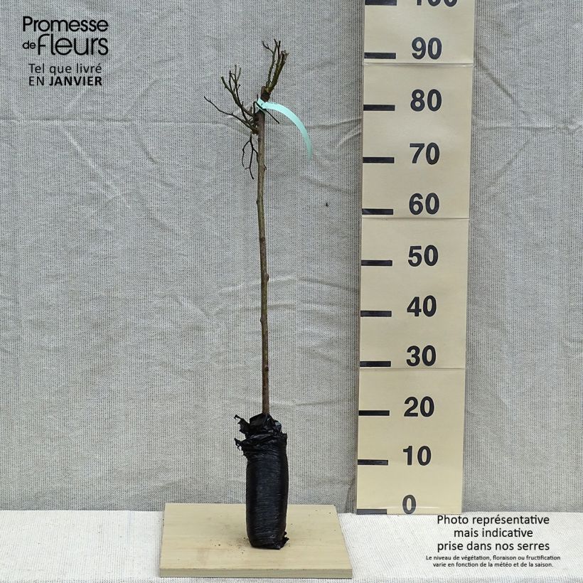 Exemplar von Stammrose polyantha Global Hit Wurzelnackt in Beutel, Stamm wie im Winter geliefert