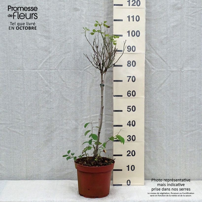 Exemplar von Stammrose polyantha Global Hit Topf mit 4L/5L, Stamm wie im Herbst geliefert