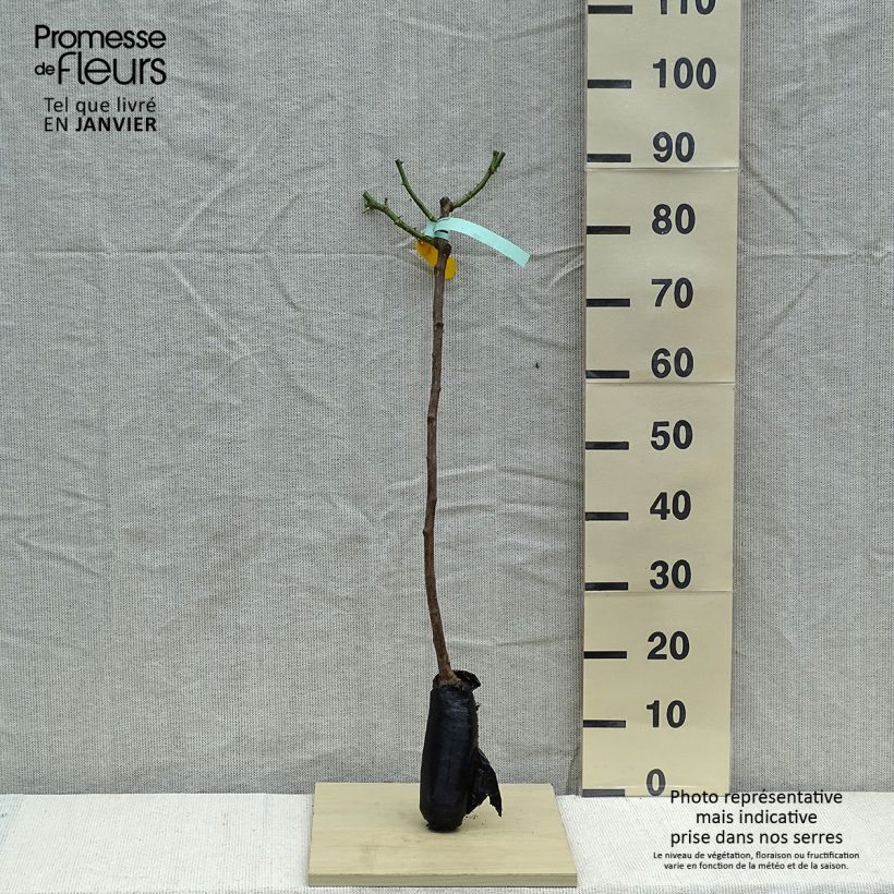 Example of Stammrose Hansestadt Rostock Wurzelnackt, Stamm as you get in hiver