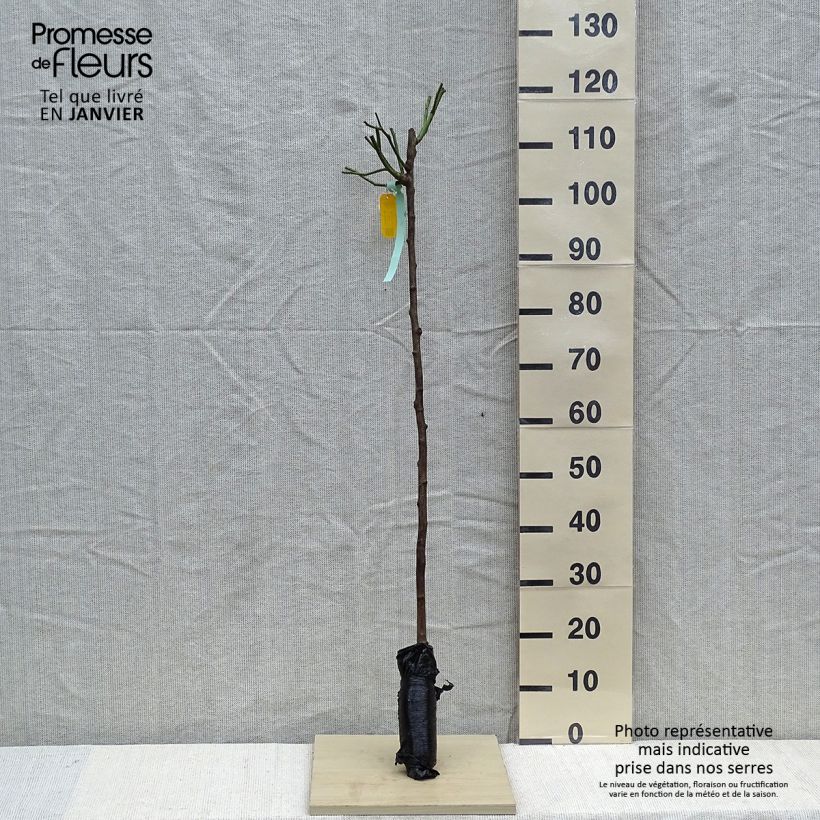 Example of Stammrose Iceberg Wurzelnackt, Stamm as you get in hiver