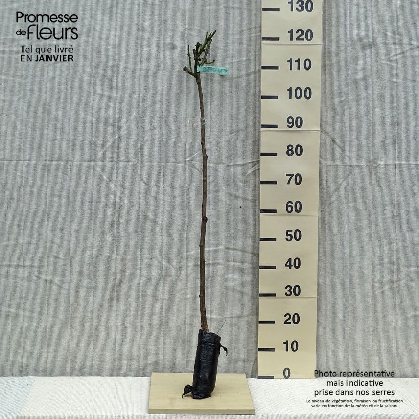 Exemplar von Stammrose Ingrid Bergman Wurzelnackt in Beutel, Stamm wie im Winter geliefert