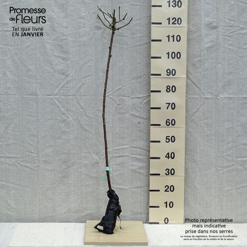 Example of Stammrose Lavender Dream Wurzelnackt in Beutel, Stamm as you get in hiver