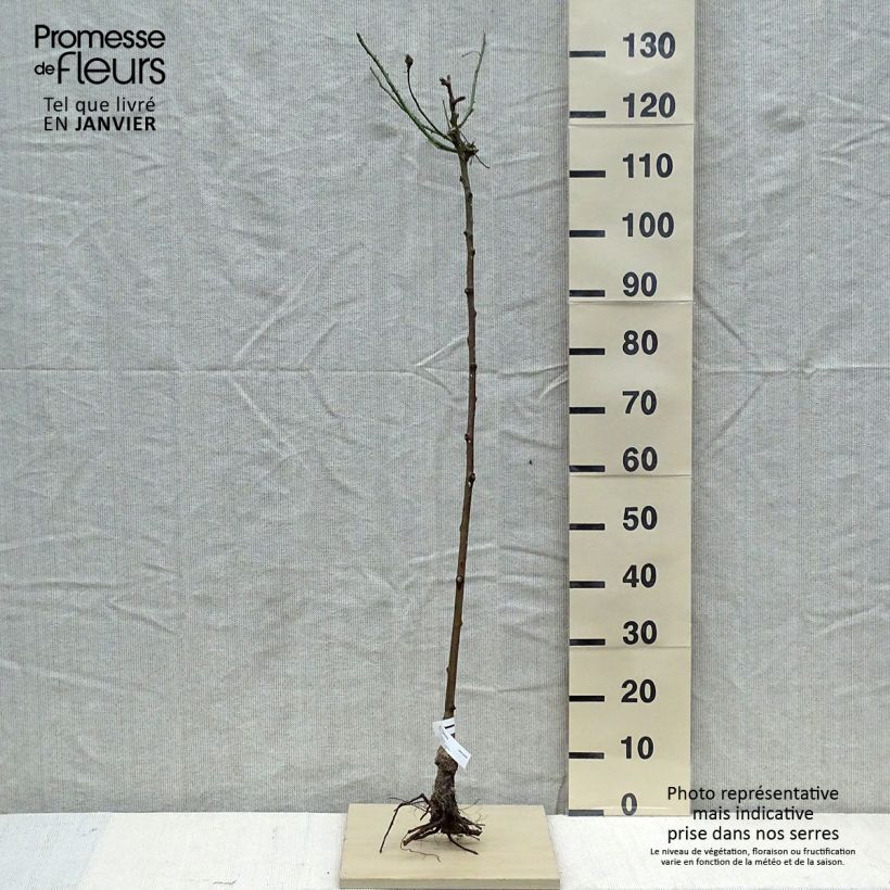 Exemplar von Stammrose Parfum Royal Wurzelnackt, Stamm wie im Winter geliefert