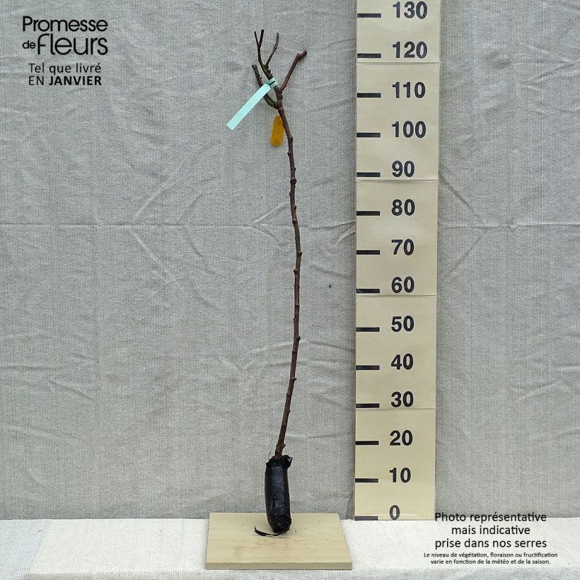 Example of Stammrose Queen Elisabeth Wurzelnackt in Beutel, Stamm as you get in hiver
