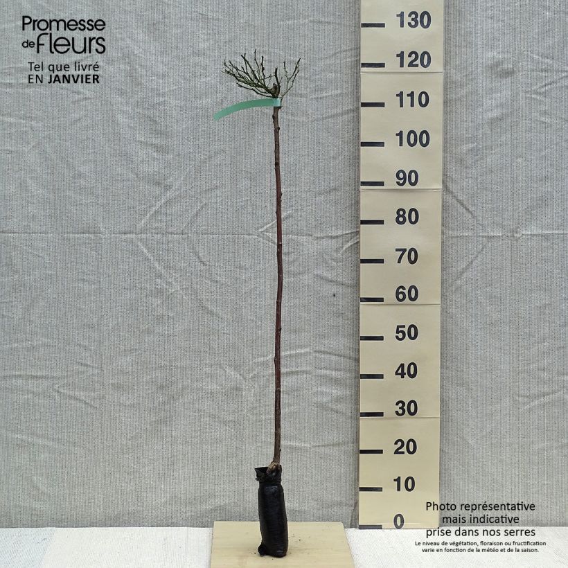 Exemplar von Stammrose The Fairy Wurzelnackt in Beutel, Stamm wie im Winter geliefert