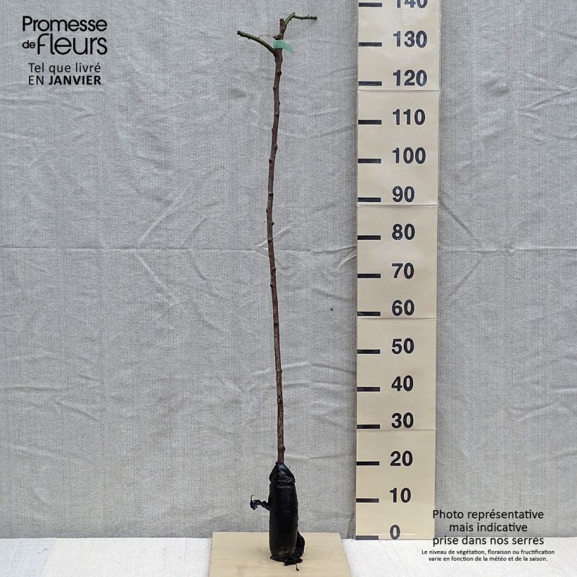Exemplar von Stammrose New Dawn Wurzelnackt in Beutel wie im Winter geliefert