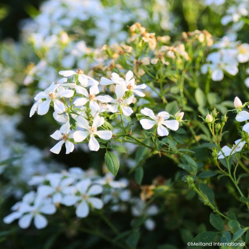 Rosa Galaxy Arcturus - Zwergrose (Blüte)