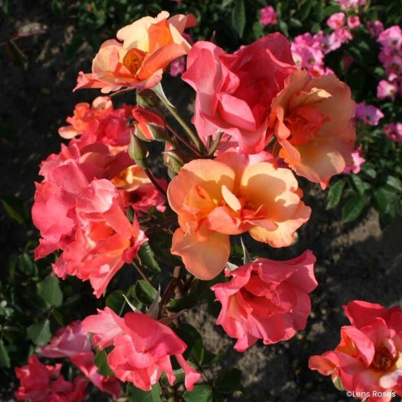 Rosa moschata Esch-sur-Sûre - Moschus-Rose (Blüte)