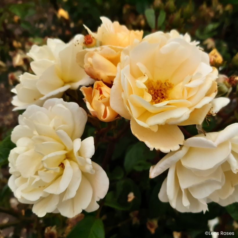Rosa moschata Machera - Moschus-Rose (Flowering)