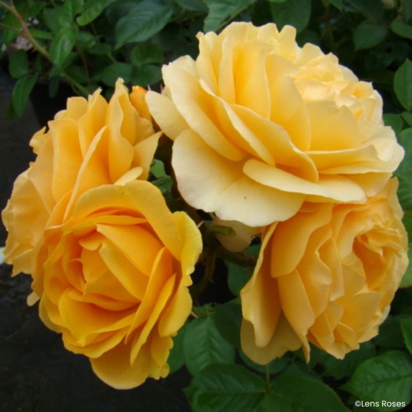 Rosa Absolutely Fabulous - Beetrose (Flowering)