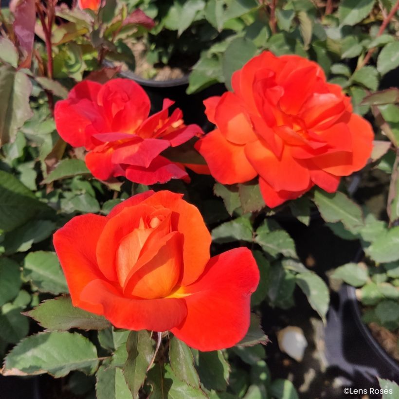 Rosa Super Trouper - Beetrose (Flowering)