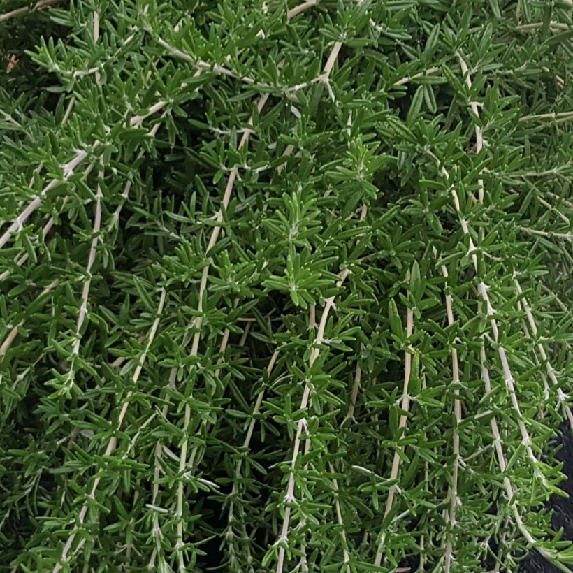 Rosmarin Blue Cascade - Rosmarinus officinalis (Laub)