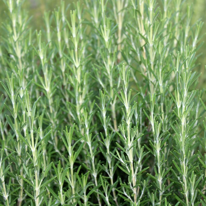 Rosmarin Miss Jessopps Upright - Rosmarinus officinalis (Wuchs)