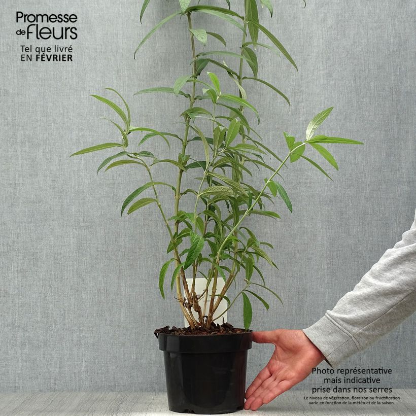 Exemplar von Rostrinucula dependens Happy Cascade - Tränender Schmetterlingsstrauch Topf mit 3L/4L wie im Herbst geliefert