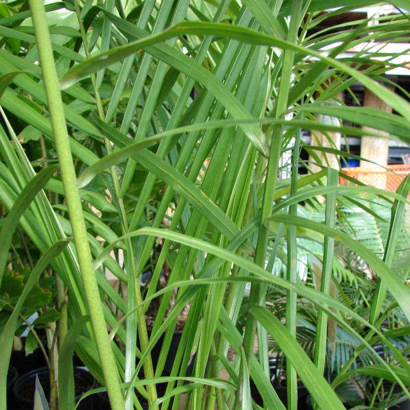 Roystonea regia - Barbados-Königspalme (Foliage)
