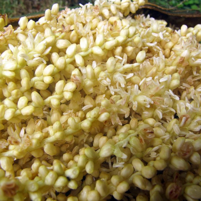 Roystonea regia - Barbados-Königspalme (Flowering)