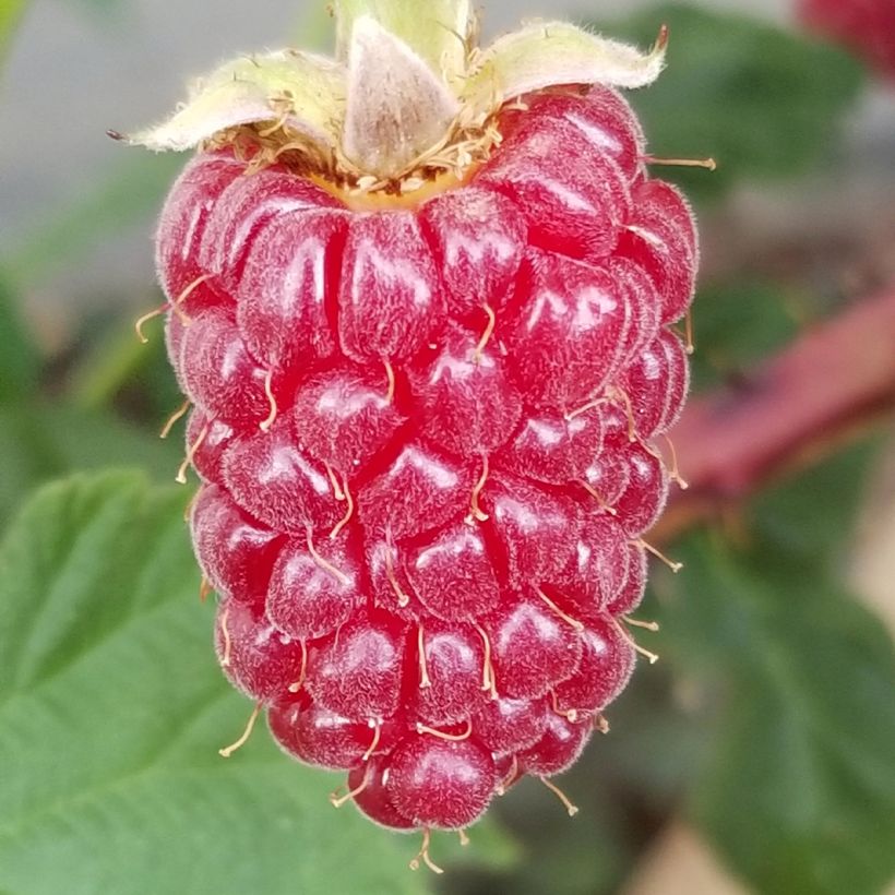 Brombeere Medana Tayberry (Harvest)
