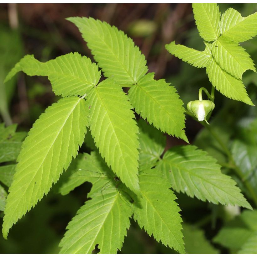 Erdbeer-Himbeere - Rubus illecebrosus (Foliage)