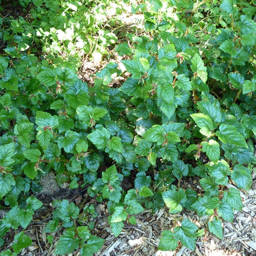 Rubus tricolor Betty Ashburner - Dreifarbige Brombeere (Foliage)