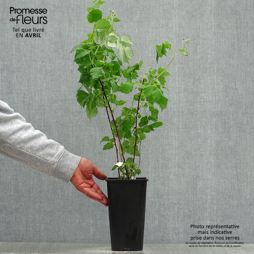 Example of Himbeere Glen Coe - Rubus x neglectus Topf mit 2L/3L as you get in printemps