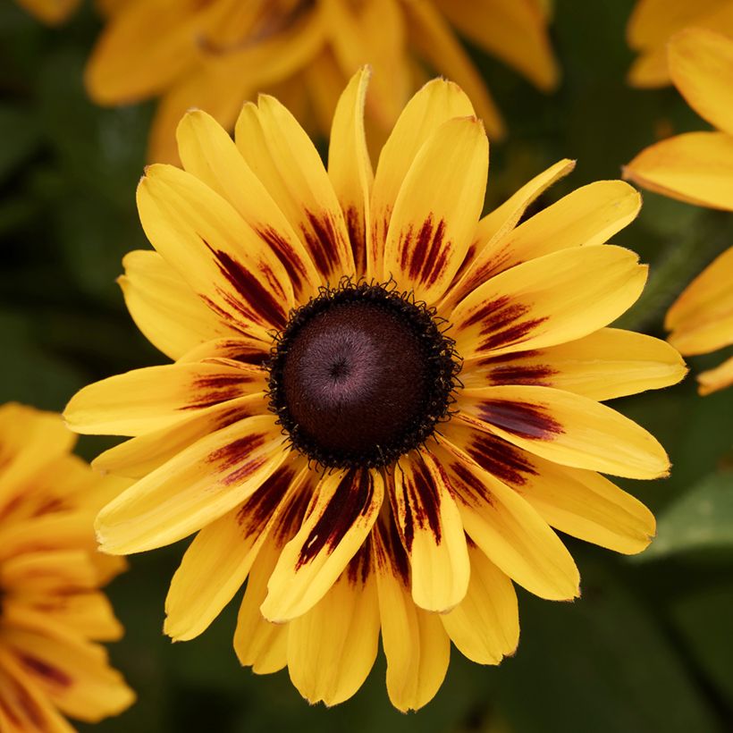 Rauher Sonnenhut Giggling SmileyZ - Rudbeckia (Blüte)