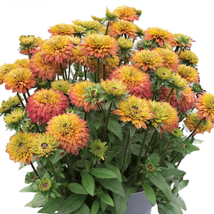 Rauher Sonnenhut Rudy Double Rose Yellow (Pflanzen) - Rudbeckia (Blüte)