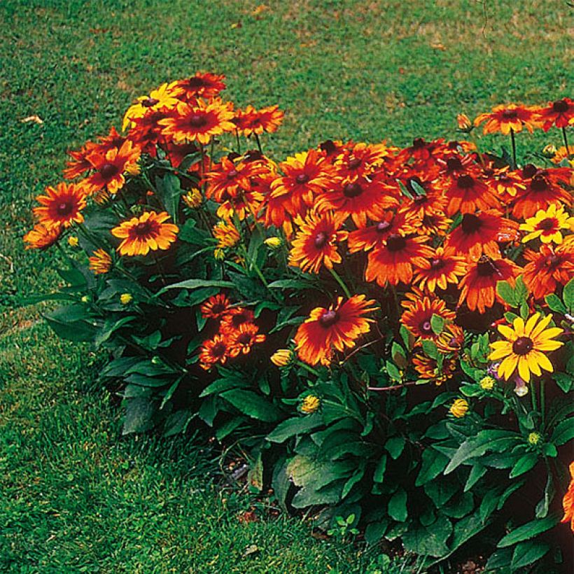 Rauher Sonnenhut Autumn Colors - Rudbeckia (Wuchs)