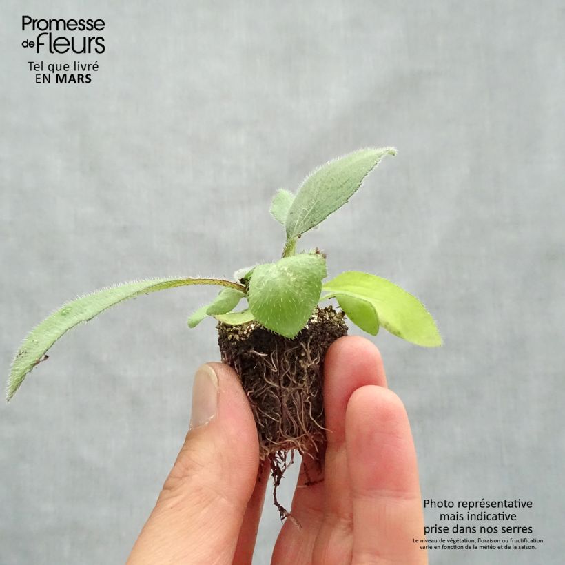 Example of Rauher Sonnenhut Cherry Brandy - Rudbeckia Jardi-Plug: Wurzelballen 3,8 cm x 3,2 cm in Anzuchtplatte à 15 Stück. as you get in printemps