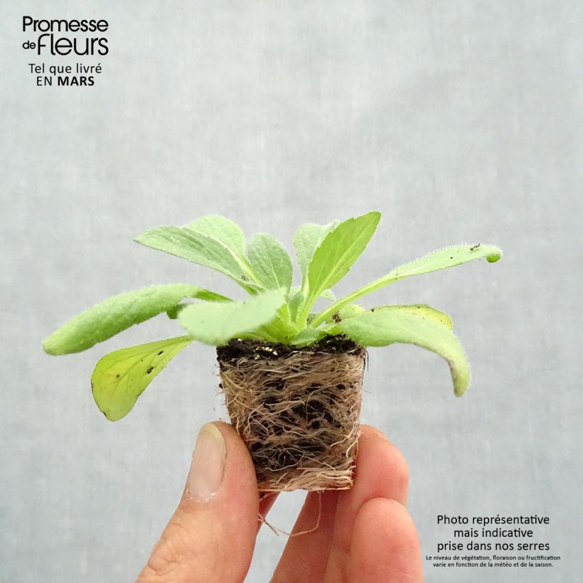 Exemplar von Rauher Sonnenhut Goldilocks - Rudbeckia Mini-Plug Ø 3/4 cm wie im Frühjahr geliefert