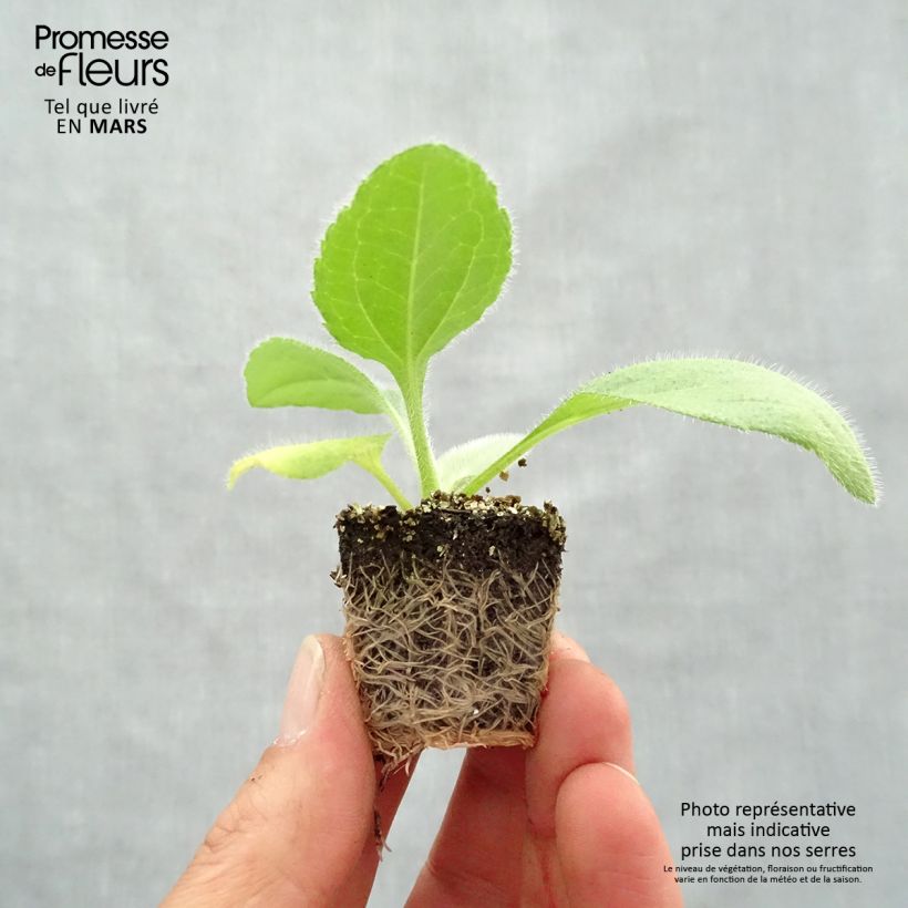 Exemplar von Rauher Sonnenhut Prairie Sun - Rudbeckia Jardi-Plug: Wurzelballen 3,8 cm x 3,2 cm in Anzuchtplatte à 15 Stück. wie im Frühjahr geliefert