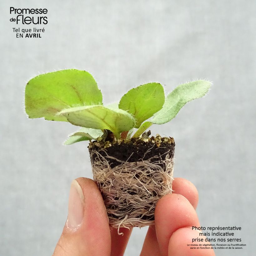 Exemplar von Rauher Sonnenhut Sunbeckia Mia - Rudbeckia Mini-Plug Ø 1,5/2,5 cm wie im Frühjahr geliefert