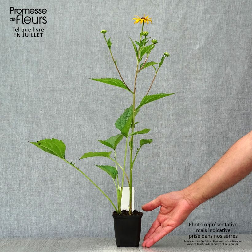 Exemplar von Gemeiner Sonnenhut Early Bird Gold - Rudbeckia fulgida Kleine Töpfe von 8/9 cm wie im Sommer geliefert