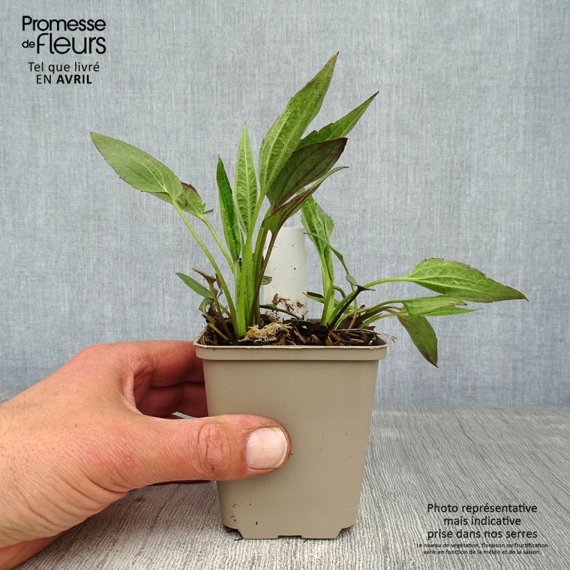 Example of Gemeiner Sonnenhut Forever Gold - Rudbeckia fulgida Kleine Töpfe von 8/9 cm as you get in printemps