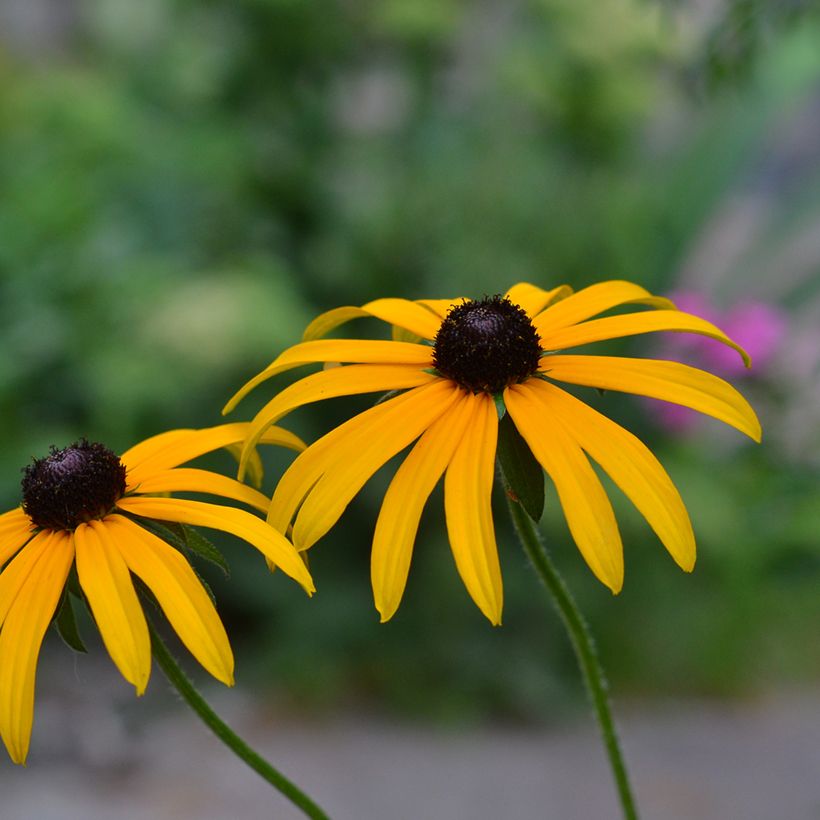Gemeiner Sonnenhut Forever Gold - Rudbeckia fulgida (Flowering)