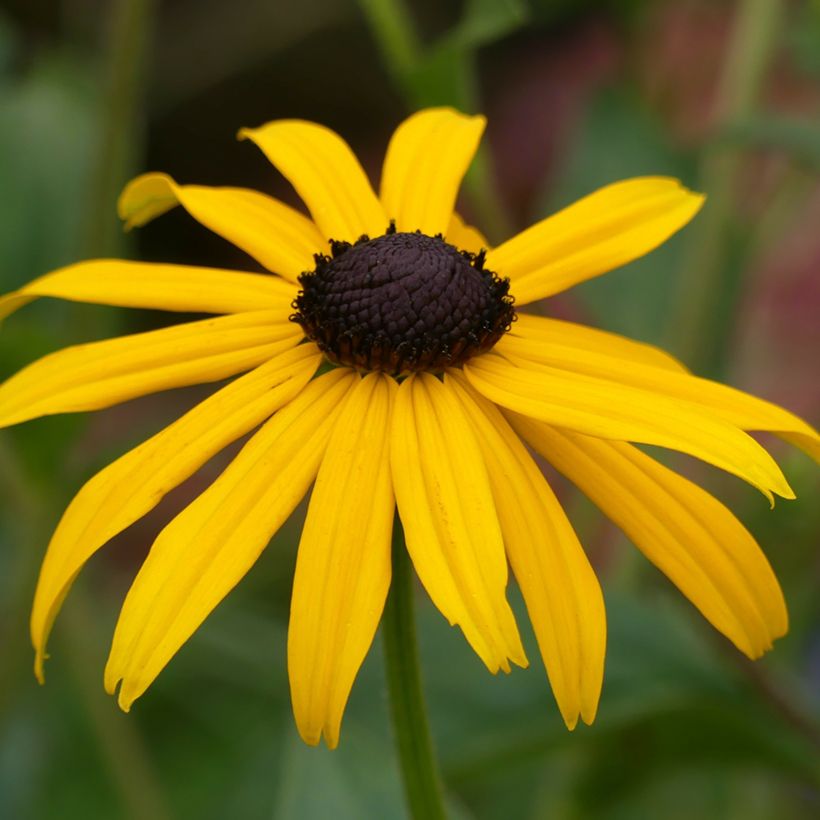 Gemeiner Sonnenhut Goldsturm - Rudbeckia fulgida (Flowering)