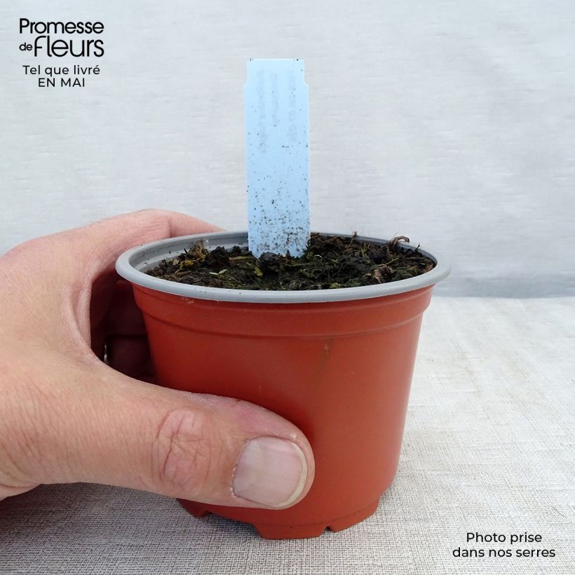 Example of Gemeiner Sonnenhut Goldsturm - Rudbeckia fulgida Kleine Töpfe von 8/9 cm as you get in printemps