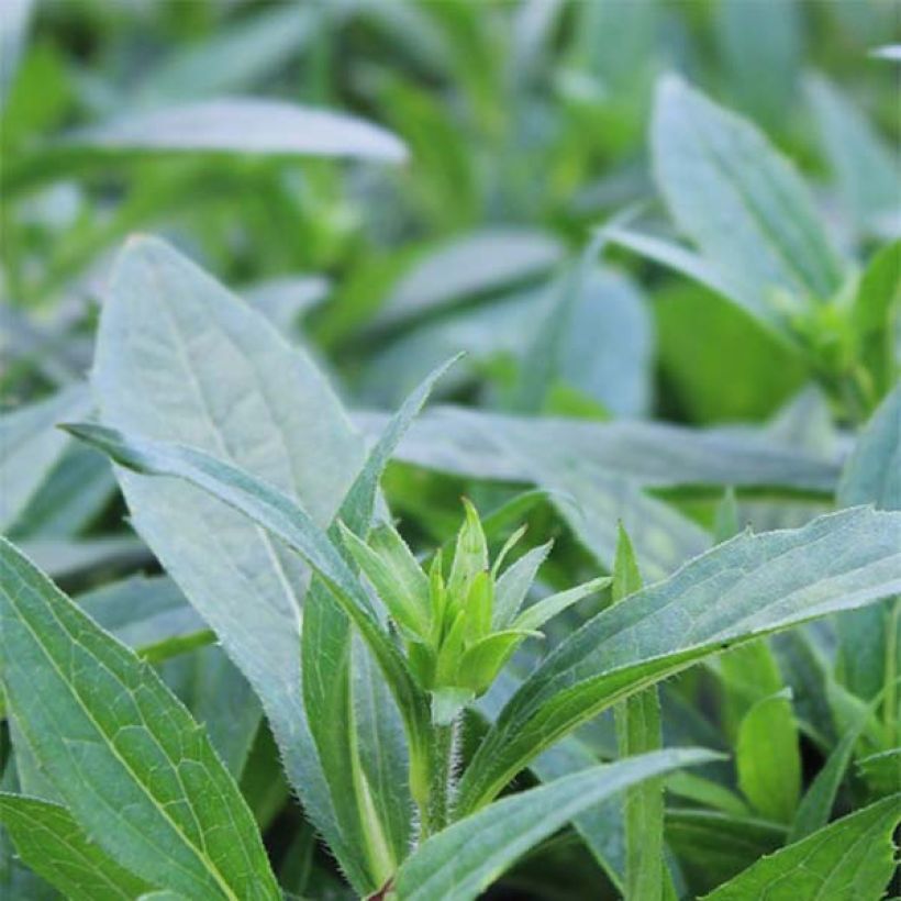 Gemeiner Sonnenhut Little Goldstar - Rudbeckia fulgida var.sullivantii (Foliage)