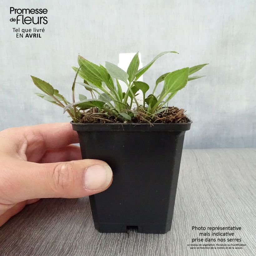 Example of Gemeiner Sonnenhut Little Goldstar - Rudbeckia fulgida var.sullivantii Kleine Töpfe von 8/9 cm as you get in printemps