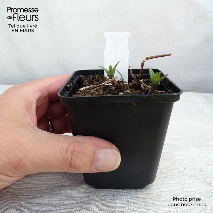 Example of Schlitzblättriger Sonnenhut Goldquelle - Rudbeckia laciniata Kleine Töpfe von 8/9 cm as you get in printemps