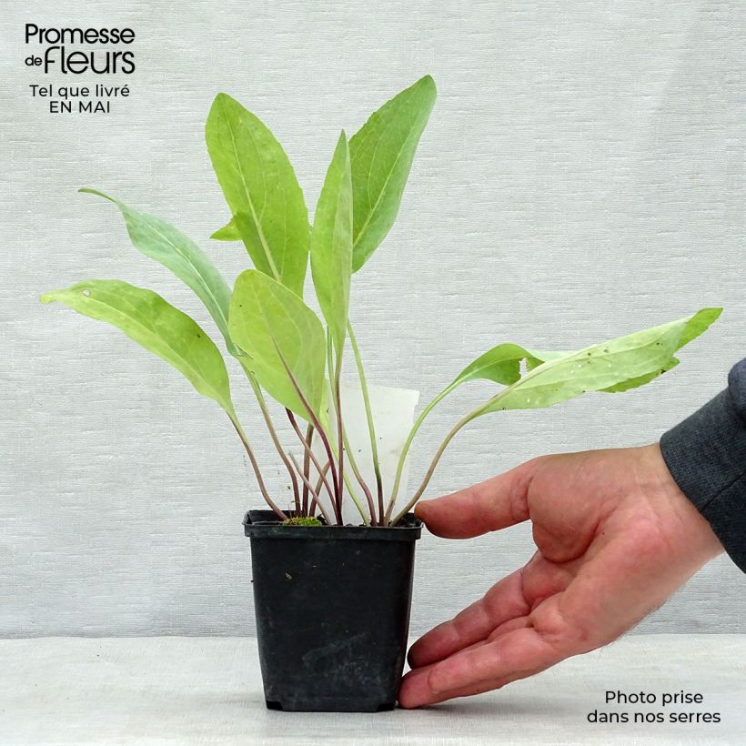 Example of Riesen-Sonnenhut - Rudbeckia maxima Kleine Töpfe von 8/9 cm as you get in printemps